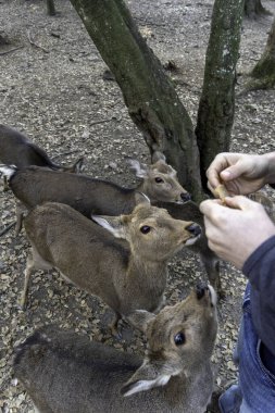 Ocak ayında Japonya, Nara 'da vahşi geyikleri beslemek 