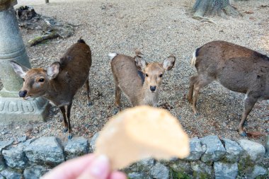 Ocak ayında Japonya, Nara 'da vahşi geyikleri beslemek 