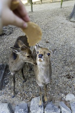 Ocak ayında Japonya, Nara 'da vahşi geyikleri beslemek 