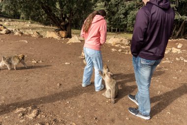 Fas 'ta vahşi maymunları beslemek. Yüksek kalite fotoğraf
