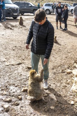 Fas 'ta vahşi maymunları beslemek. Yüksek kalite fotoğraf