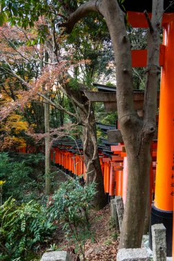 Kyoto, Japonya - 27 Aralık 2024: Japonya 'daki Fushimi Inari tapınak kemerleri. Yüksek kalite fotoğraf
