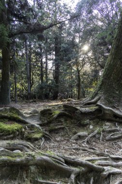 Kadim kökler Kyoto 'daki orman zeminiyle iç içe geçerek, alacakaranlıkta doğal esnekliği ortaya çıkarıyor. Yüksek kalite fotoğraf