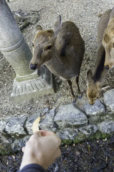 Ocak ayında Japonya, Nara 'da vahşi geyikleri beslemek 