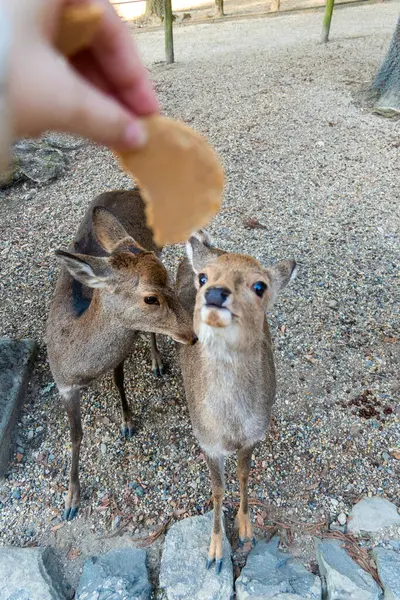 Ocak ayında Japonya, Nara 'da vahşi geyikleri beslemek 