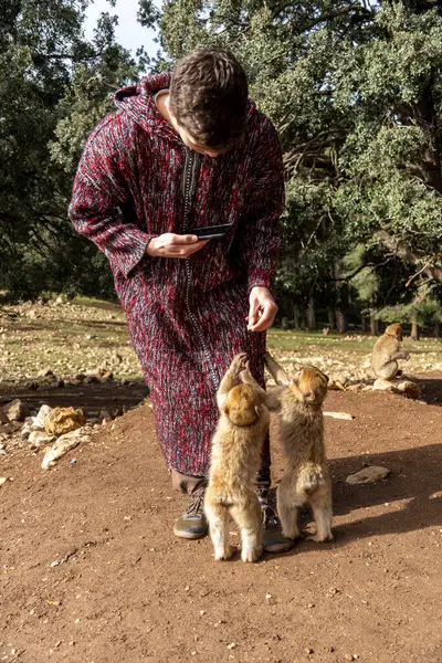 Fas 'ta vahşi maymunları beslemek. Yüksek kalite fotoğraf
