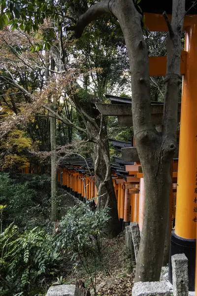 Kyoto, Japonya - 27 Aralık 2024: Japonya 'daki Fushimi Inari tapınak kemerleri. Yüksek kalite fotoğraf