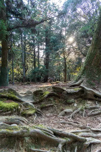 Kadim kökler Kyoto 'daki orman zeminiyle iç içe geçerek, alacakaranlıkta doğal esnekliği ortaya çıkarıyor. Yüksek kalite fotoğraf