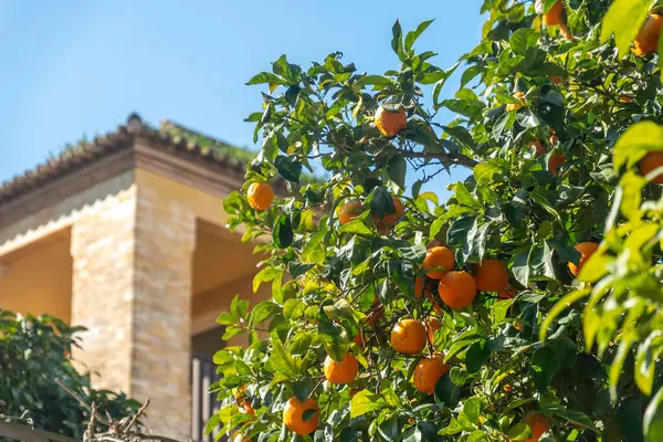 Dallarından sarkan portakallarla dolu, büyüleyici bir evin önünde büyüyen bir ağaç.