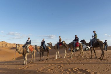 Sahra Çölü 'nde develer. Yüksek kalite fotoğraf