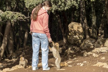 Fas 'ta vahşi maymunları beslemek. Yüksek kalite fotoğraf