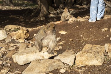 Fas ormanındaki vahşi maymunlar. Yüksek kalite fotoğraf