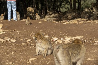 Fas ormanındaki vahşi maymunlar. Yüksek kalite fotoğraf