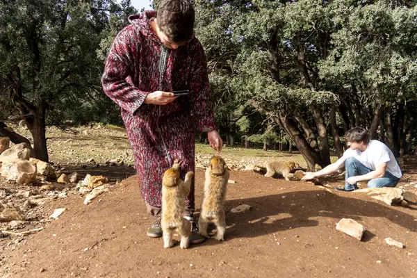 Fas 'ta vahşi maymunları beslemek. Yüksek kalite fotoğraf