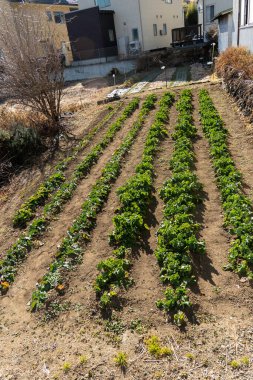 Canlı yeşillik sıraları güneşli bir günde pitoresk bir Japon bahçesinde gelişir ve doğal afetler sergilenir. Yüksek kalite fotoğraf