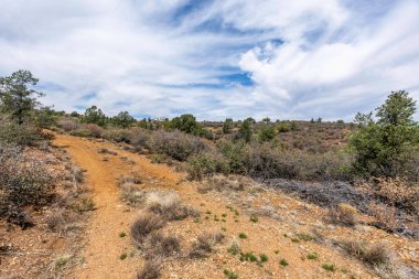 Uzun, dolambaçlı toprak bir yol uçsuz bucaksız bir çöl arazisinde dağılmış ağaçlar ve orada yetişen çeşitli çalılarla doludur.