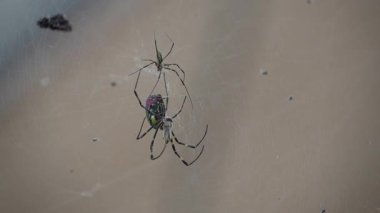 Bu video örümcekleri habitatlarında yakalıyor, web binalarını gösteriyor, kapana kısılmış bir sinekle beslenme çılgınlığı, ve onların hassas formlarını.