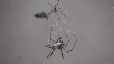 Bu video örümcekleri habitatlarında yakalıyor, web binalarını gösteriyor, kapana kısılmış bir sinekle beslenme çılgınlığı, ve onların hassas formlarını.