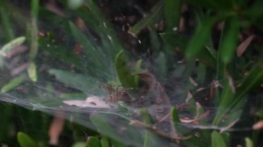 Bu video örümcekleri habitatlarında yakalıyor, web binalarını gösteriyor, kapana kısılmış bir sinekle beslenme çılgınlığı, ve onların hassas formlarını.