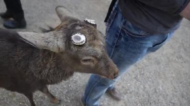 Ocak ayında Japonya, Nara 'da vahşi geyikleri beslemek 
