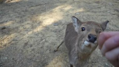 Ocak ayında Japonya, Nara 'da vahşi geyikleri beslemek 
