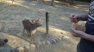 Ocak ayında Japonya, Nara 'da vahşi geyikleri beslemek 