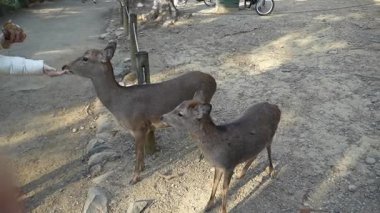 Ocak ayında Japonya, Nara 'da vahşi geyikleri beslemek 