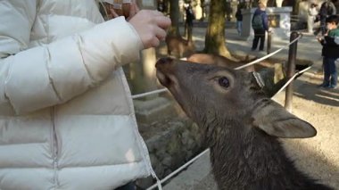 Ocak ayında Japonya, Nara 'da vahşi geyikleri beslemek 