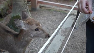 Ocak ayında Japonya, Nara 'da vahşi geyikleri beslemek 