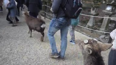 Ocak ayında Japonya, Nara 'da vahşi geyikleri beslemek 