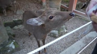 Ocak ayında Japonya, Nara 'da vahşi geyikleri beslemek 