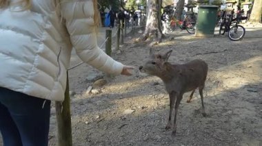 Ocak ayında Japonya, Nara 'da vahşi geyikleri beslemek 