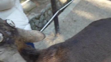 Ocak ayında Japonya, Nara 'da vahşi geyikleri beslemek 