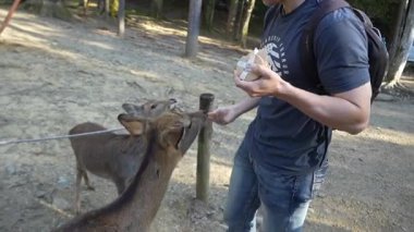 Ocak ayında Japonya, Nara 'da vahşi geyikleri beslemek 