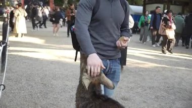 Ocak ayında Japonya, Nara 'da vahşi geyikleri beslemek 