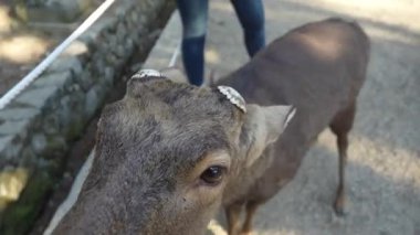 Ocak ayında Japonya, Nara 'da vahşi geyikleri beslemek 