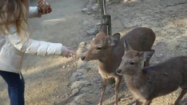 Ocak ayında Japonya, Nara 'da vahşi geyikleri beslemek 