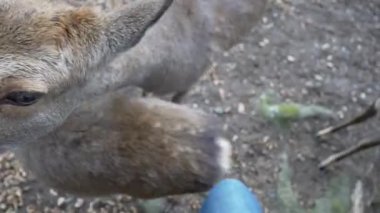 Ocak ayında Japonya, Nara 'da vahşi geyikleri beslemek 