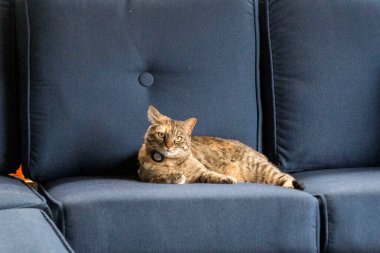 Yumuşak bir kedi rahat bir şekilde şık mavi bir kanepenin arkasında uzanıyor, oturma odası dekoruna samimi bir dokunuş ekliyor.