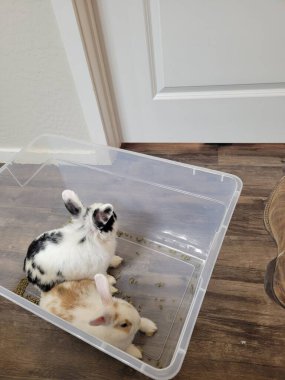 İki sevimli yavru zemindeki plastik bir kabın içinde rahat bir şekilde uzanıyorlar ve rahat yerlerinin tadını çıkarıyorlar.