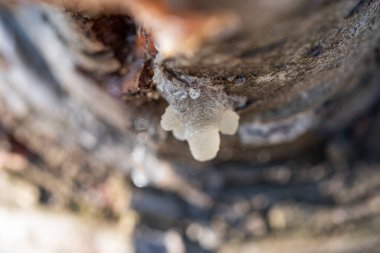 A tree trunk with a white rosin on it. The substance is a type of fungus. The image has a mood of curiosity and wonder clipart