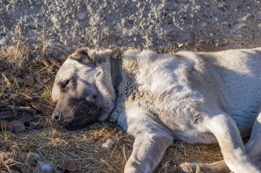 Bir köpek yerde yatıyor, kafası pençelerinin üzerinde dinleniyor. Köpek yorgun ve rahat görünüyor.