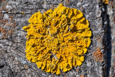 Ağaç gövdesinde büyüyen sarı bir mantar. Mantar küçüktür ve bulanık bir dokusu vardır. Görüntüde huzurlu ve doğal bir his var.