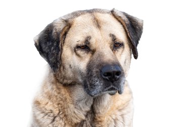 Kahverengi ve siyah yüzlü bir köpek kameraya bakıyor. Köpek bir köpeğe benziyor ve yüzünde hüzünlü bir ifade var.