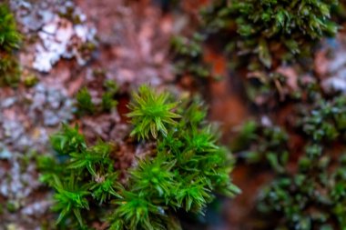Kahverengi arkaplanı olan yeşil bir bitkinin yakın çekimi. Bitki küçük ve bir sürü yeşil yaprağı var.