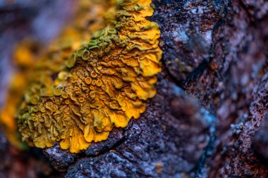 Üzerinde sarı ve yeşil yosun yetişen bir ağaç dalının yakın çekimi. Yosun bütün dalı kaplıyor, tepeden tırnağa.