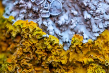 Ağaç gövdesinde sarı yosunlu bir büyüme. Yosun sarı ve bulanık. Ağaç gövdesi gri ve üzerinde yosun yetişiyor.