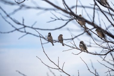 Bir grup kuş bir ağaç dalına tünemiştir. Kuşların boyutları ve renkleri farklı ve hepsi aynı yöne bakıyor. Huzurlu ve huzurlu bir sahne.