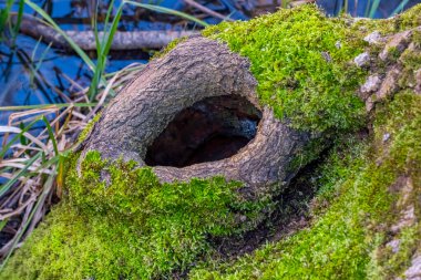 Üzerinde delik olan yosunlu bir ağaç gövdesi. Delik yeşil yosunlarla çevrili ve kütük kısmen suya batmış.
