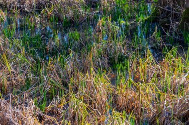 İçinde birkaç parça su olan kuru bir ot tarlası. Su bulanık ve çimenler kahverengi.